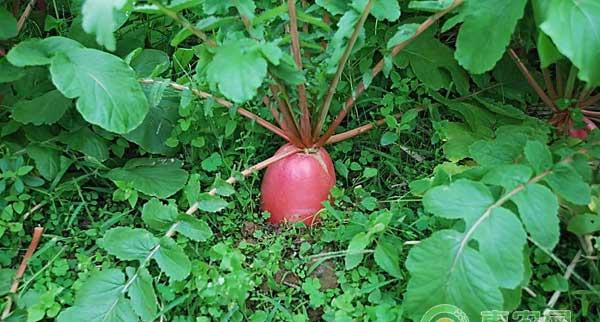种植技巧：萝卜高效栽培只需掌握四点关键技术