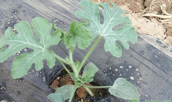 大行漫水，主要是未来给大棚里制造湿度 