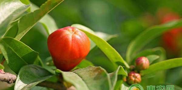石榴种植技术之矮化密植栽培要点