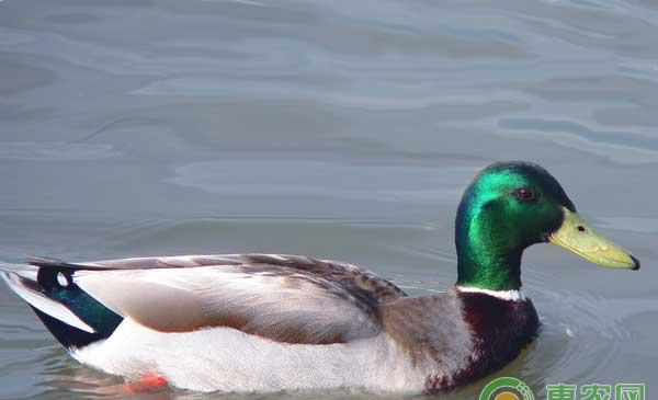 农民如何帮助蛋鸭顺利过冬？只要遵循这八大原则