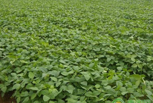 夏大豆追施花荚肥