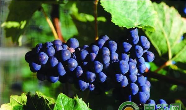 葡萄