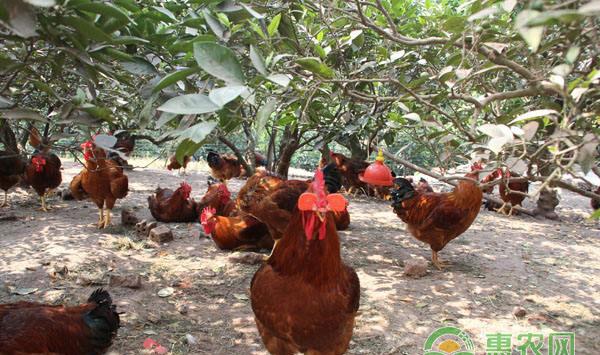 养鸡疑难解答