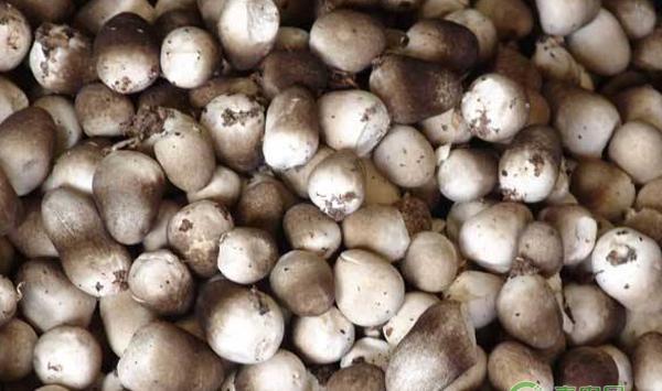 阳台如何种植蘑菇