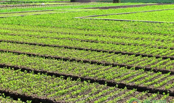 芹菜种植技巧，如何防治根腐病