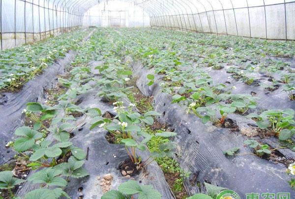 温室草莓微灌施肥技术要点