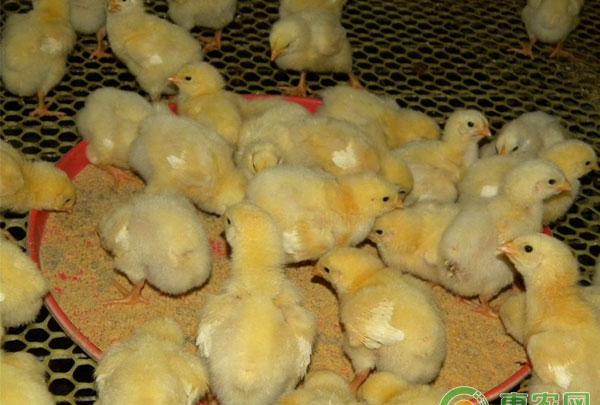 鸡传染性法氏囊病的预防措施