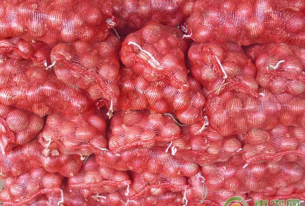 科学贮藏洋葱不易坏