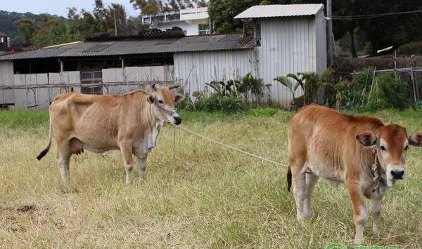 牛场常见的两种感染性疾病：牛肺疫和牛口蹄疫。