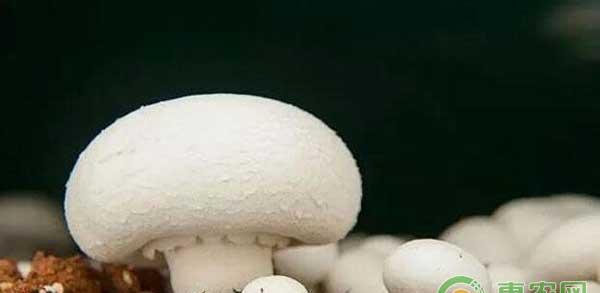 种植技巧：“蘑菇王”口蘑栽培技术