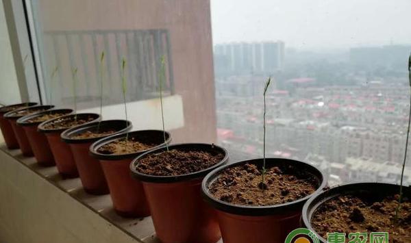 芦笋巧种技巧二：采收时，留母茎采笋 