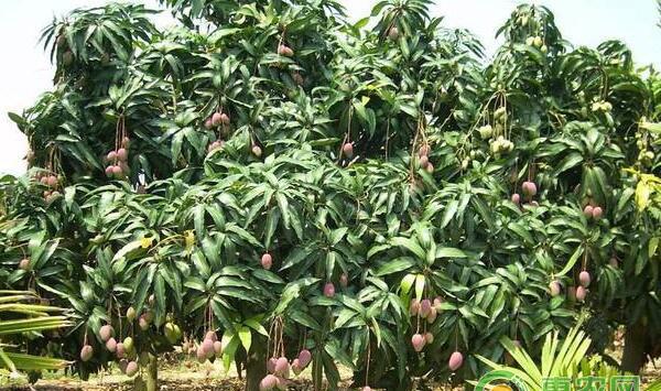 芒果红蜘蛛虫害防治办法