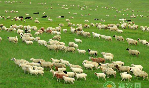 优质羔羊管理技术