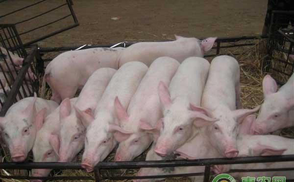 猪突发胀气的原因以及防治措施