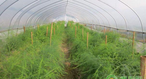 芦笋后期田间管理