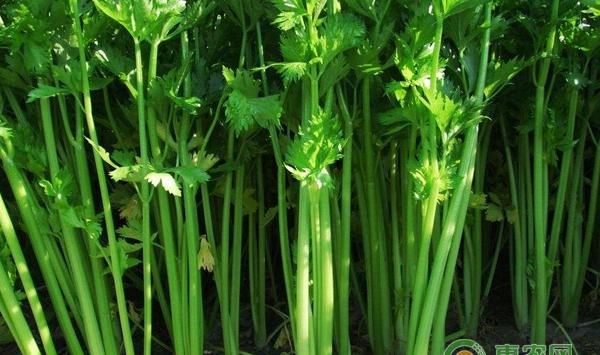 根腐病的防治方法