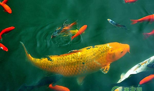 新手养锦鲤技巧