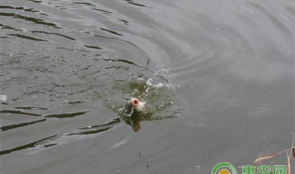 秋季钓草鱼攻略