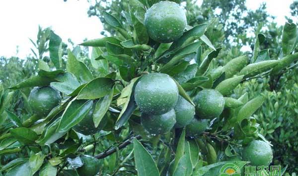 杂柑种植关键点之—钙 