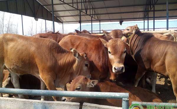 如何提高肉牛养殖效益？