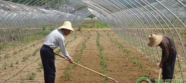 依天气及生长特点确定底肥施用方法