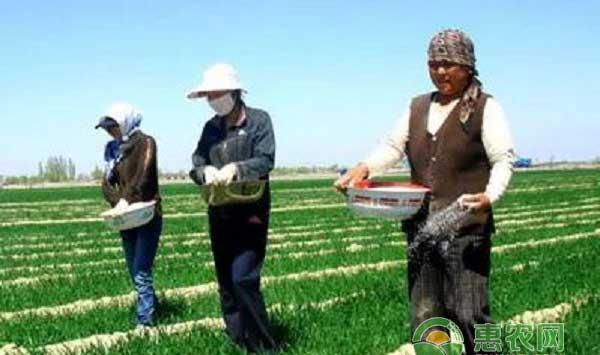  尿素使用注意事项之平衡施肥?