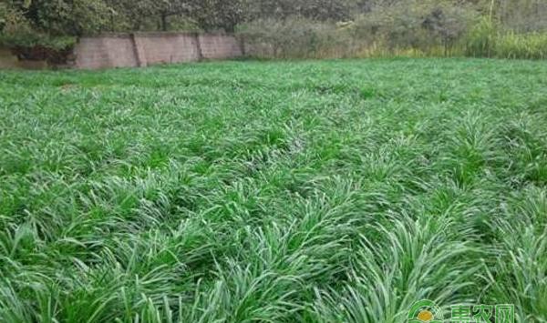 兔业养殖牧草该怎么种植？牧草的种植方法!
