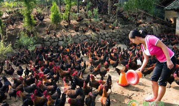 夏季鸡舍球虫病原因分析及防治方法