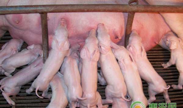 养殖新手如何挑选优质猪苗？