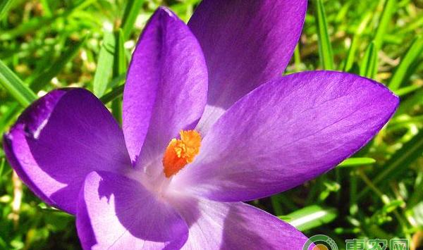 番红花的种植要点