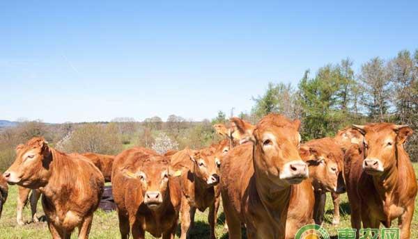 常见牛病的特点以及防治方法