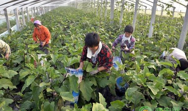 到底是什么病害让田老汉的茄子绝收？