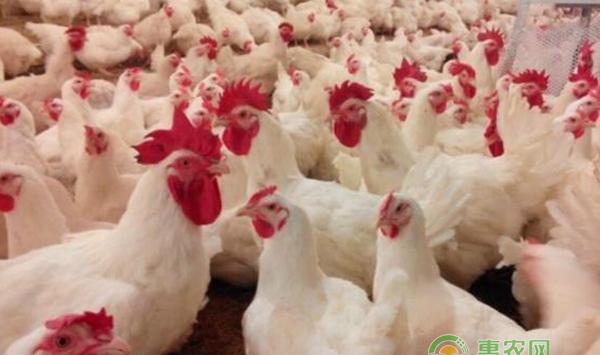 鸡舍环境差导致鸡球虫病爆发