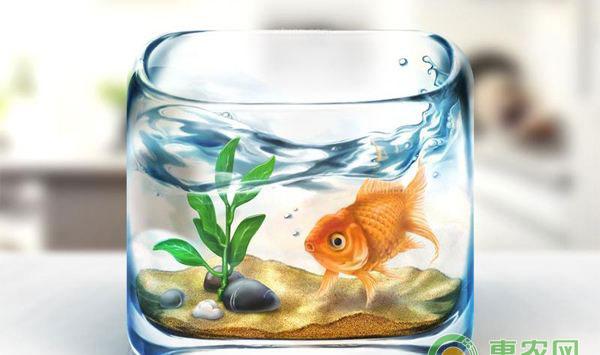 金鱼缸能不能种水草