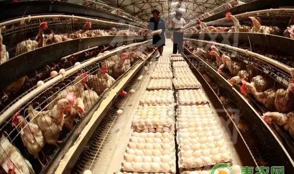 蛋鸡养殖中“饲料”的重要性分析