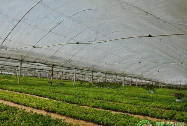 夏秋季蔬菜育苗必须做到“六防”