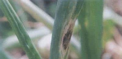 洋葱紫斑病的发病规律