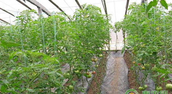 大棚秋茬西红柿常见果实问题与解决方法