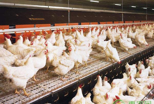 鸡传染性法氏囊病的治疗方法