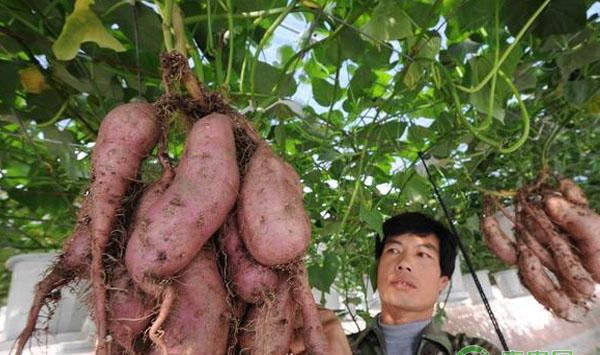 红薯秋季管理技巧