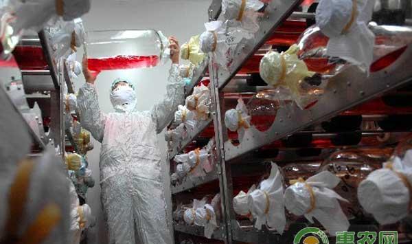 养猪人必须知道的关于猪疫苗的知识！