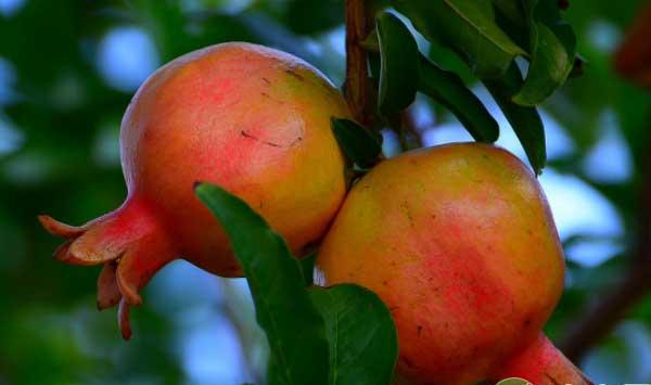 石榴高产栽培技术