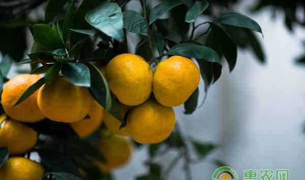 柑橘幼树管理技巧