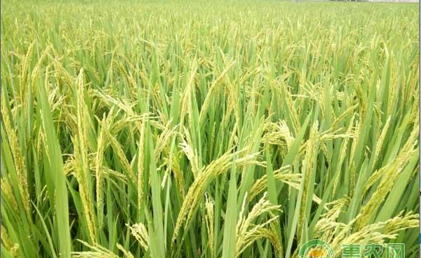 齐穗期田间管理五大要点