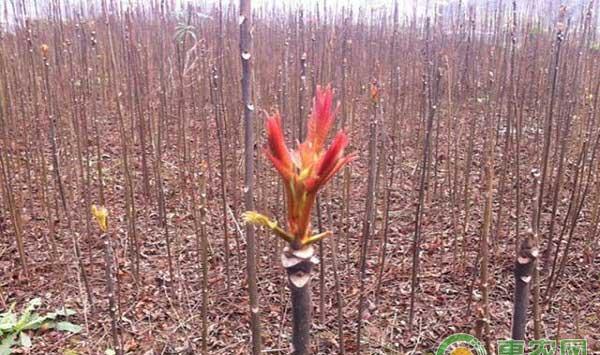 香椿树椿芽产量提高技巧之矮化种植