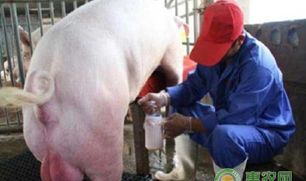 ?猪场各种炎症处理方法大全之公猪精液杂质多处理方法