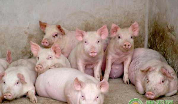 想要猪长得壮长得快，必须做好仔猪生长管理