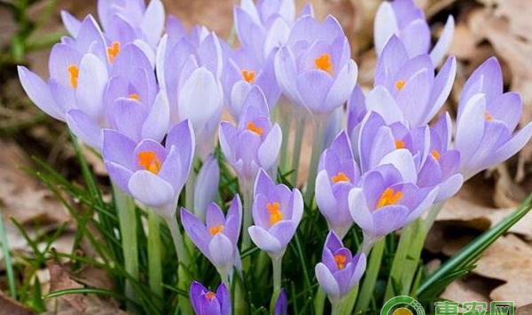 番红花的种植注意事项