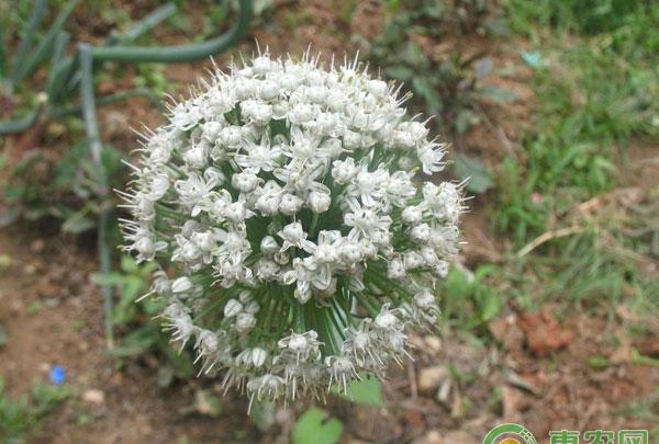 洋葱未熟先抽薹的预防