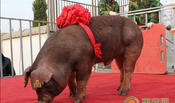 养猪技巧种公猪挑选之要选择性欲强的猪 ??